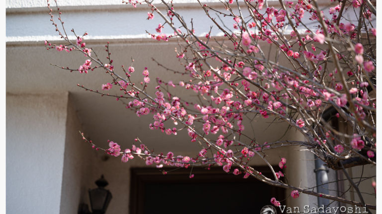 梅は咲いたか桜はまだかいなトーンカーブで中間調調整