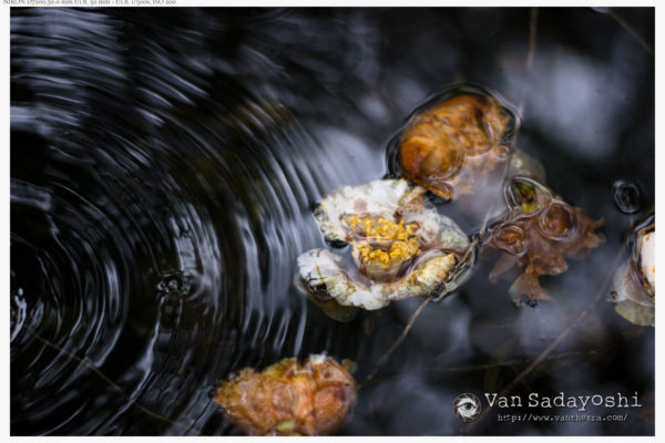 APS-Cセンサー機の写真が平面的に見える？