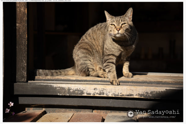 広角のレンズ補正は引っ張るからなァ