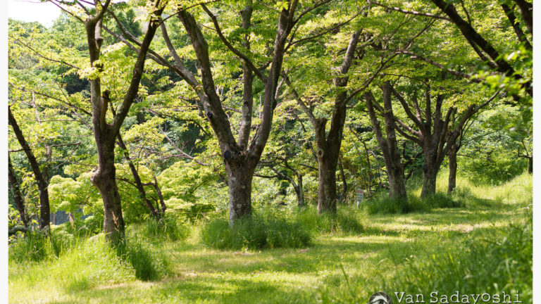 その時点での”粋”がいつでも通用するわけではない