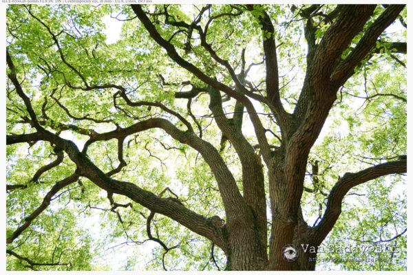 映画の中のパースペクティブ