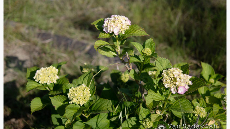 2/3絞りは開放とほとんど一緒