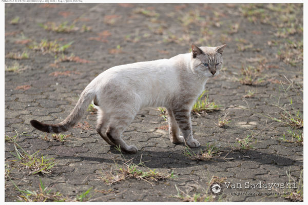 Ligthroomの削除ツール