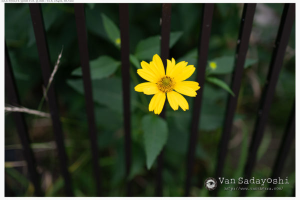 AF-Cでもなかなかの精度