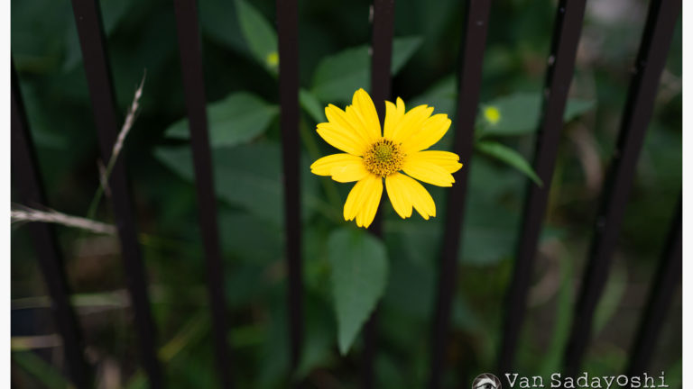 AF-Cでもなかなかの精度