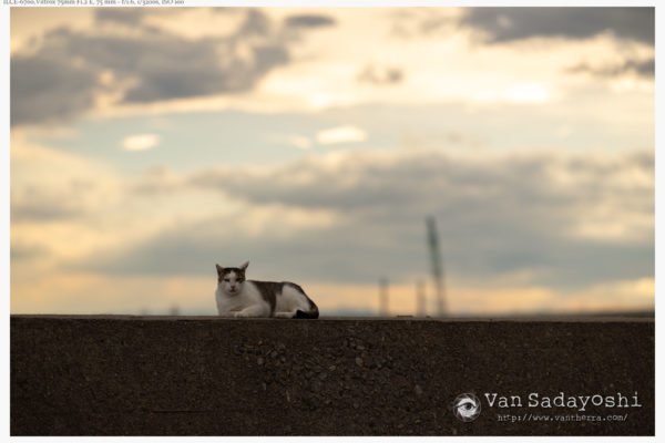 演出をある程度やっちゃったほうが親切