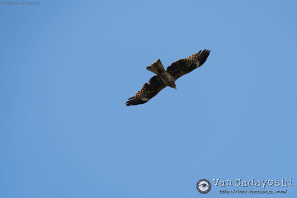 初心者向け：広角は状況説明、望遠は印象伝達みたいな