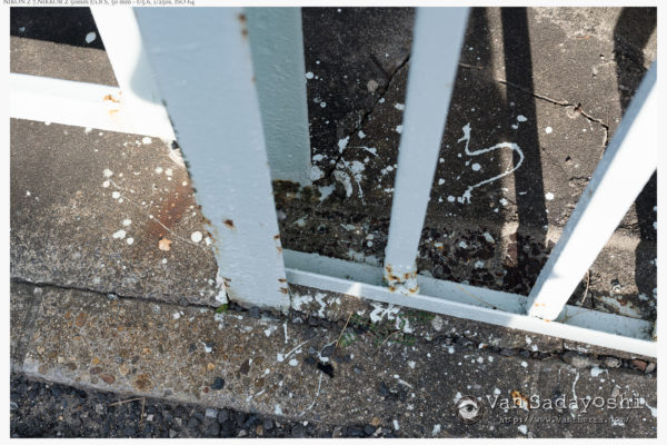 芸術写真は気持ちが悪い？