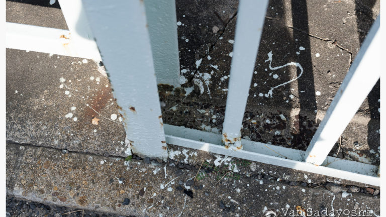 芸術写真は気持ちが悪い？