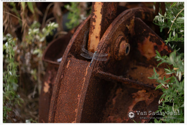 反射きらりで存在感に違い