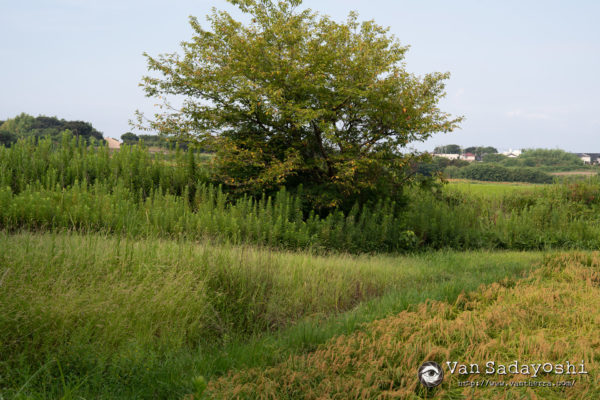 手ぶれ補正をOFFにしてみた