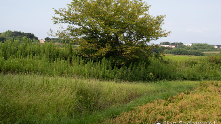 手ぶれ補正をOFFにしてみた