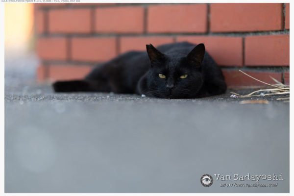 プロフィール写真撮影の意義がぐらぐらゆらぐ