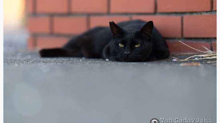 プロフィール写真撮影の意義がぐらぐらゆらぐ