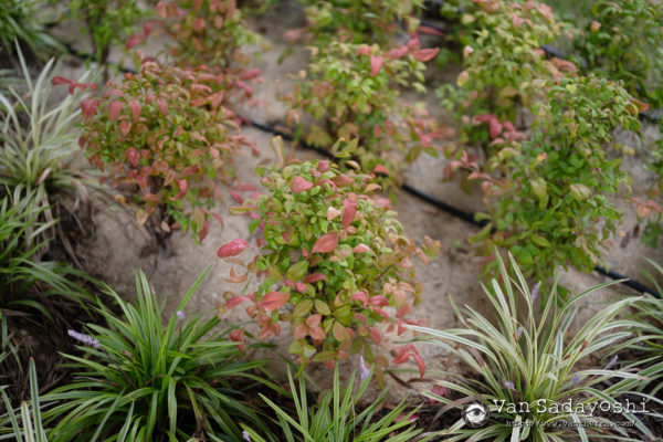 温かみのある写真の秘密