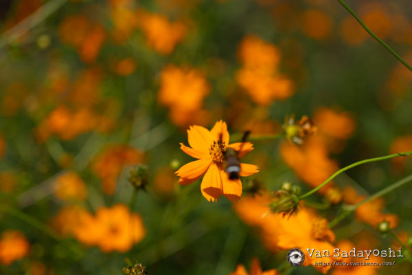 感度が上がったのにDRが改善することがある