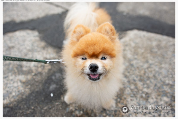 出たり消えたり