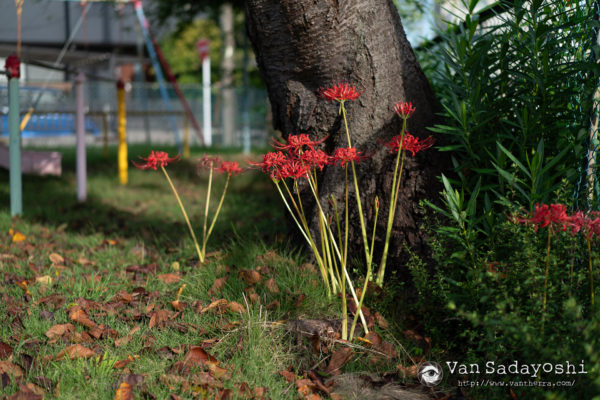 ブツ撮りモニター