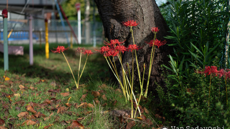 ブツ撮りモニター