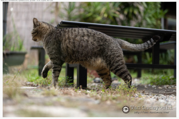 画角によるﾈｺﾁｬﾝの写りの違い