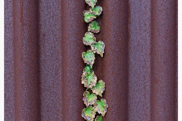 初心にかえってホワイトバランスネタ