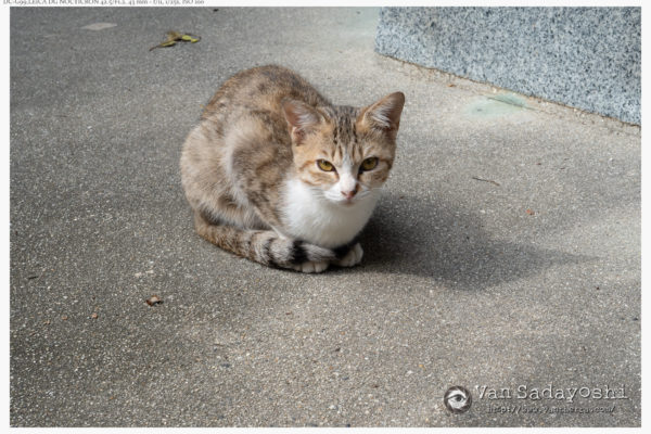キャッチライトが入るとやっぱり活き活き感が出る