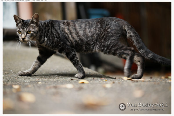 カメラ内生成JPGみたいにRAW現像するのは基本的に無理というか不可能ではないんだけど意味がないと思ったほうが良いっす