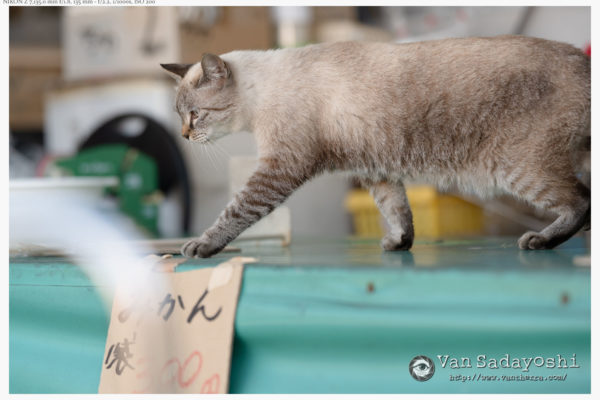 写真は証拠か？　観念か？