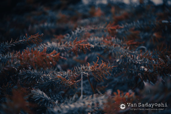 変な色味にも一定の役割がある