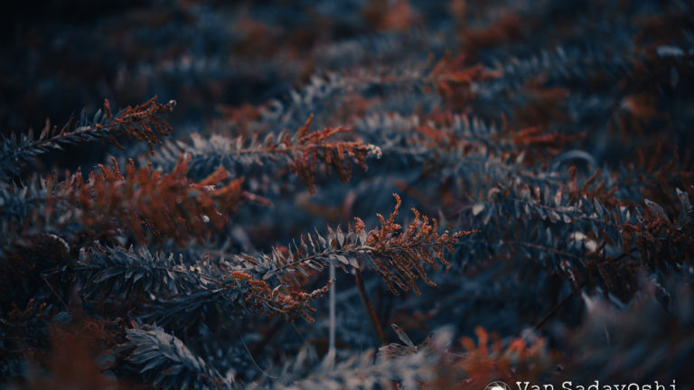 変な色味にも一定の役割がある