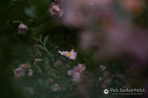 手前にかけると情報量が下がる