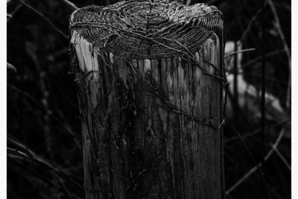 もっとゴリッと