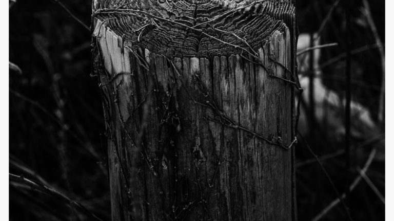 もっとゴリッと