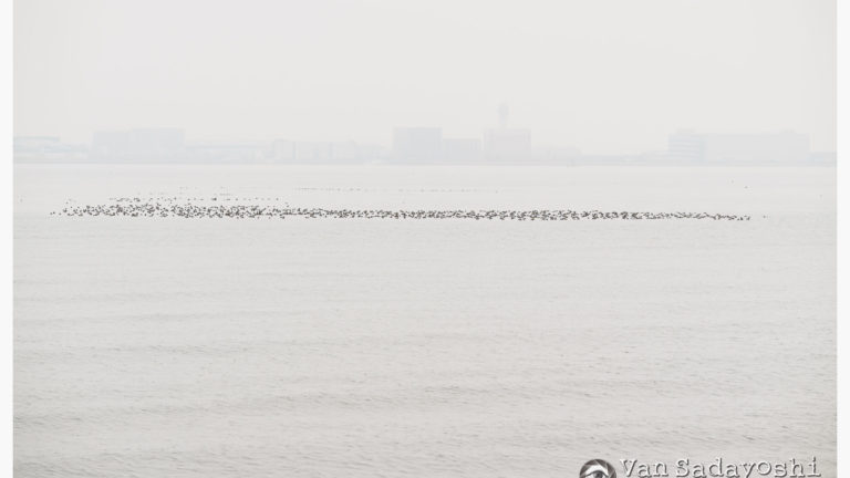 明けましておめでとうございます！　とDiscord再招待、動画倉庫URL変更のお知らせ