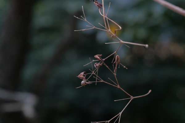 写真会社という形態もある