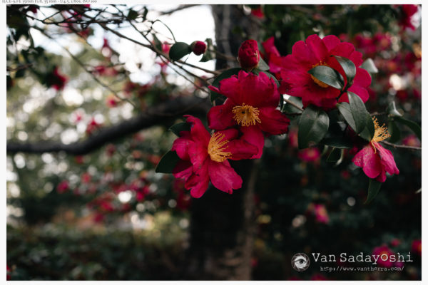 撮っていて楽しいもの