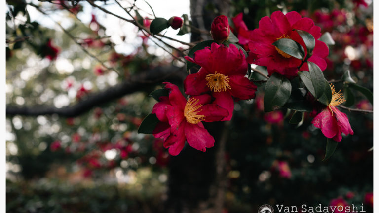 撮っていて楽しいもの