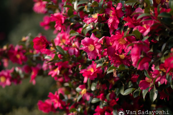 3Dプリンターと写真の関係