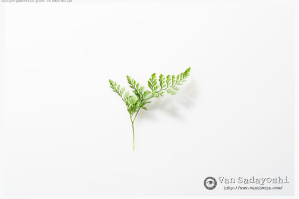 晴天と夕暮れを人工光で