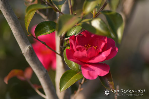 ピント位置で悩むパターン再び