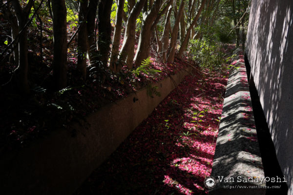 カメラ内のダイナミックレンジ措置