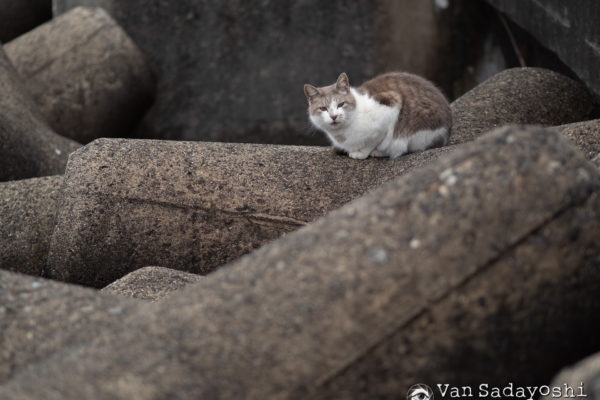 構図を整理しながら撮る実例