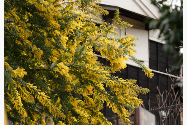 同系色なら気にならないのかな？