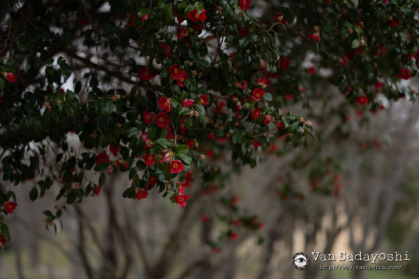 そういえば：レビュー動画をやる時に考えていること