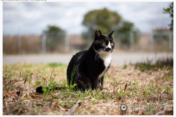 シンプルな機材は不便だけどソリッドな撮影体験が楽しめる傾向