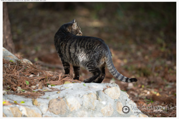 加齢と写真の話