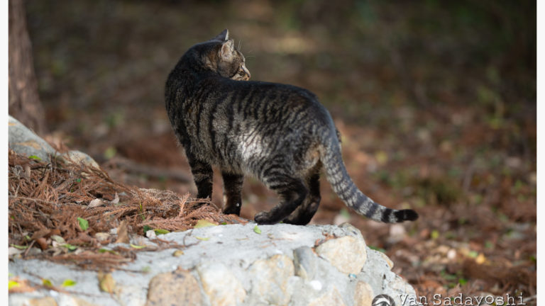 加齢と写真の話