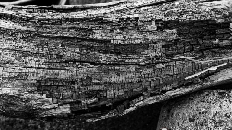 「何が写っているか」から離れられるか