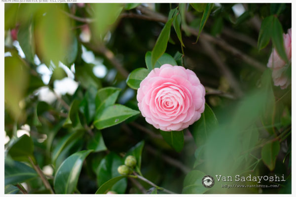 早めに飛び始める