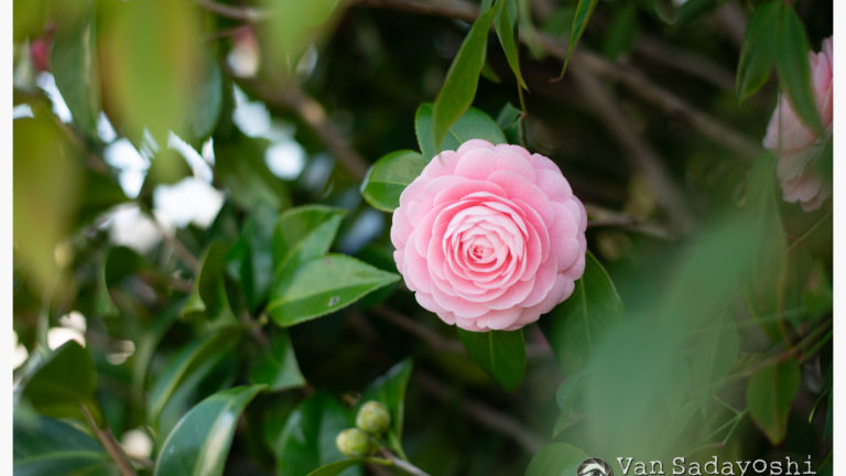 早めに飛び始める